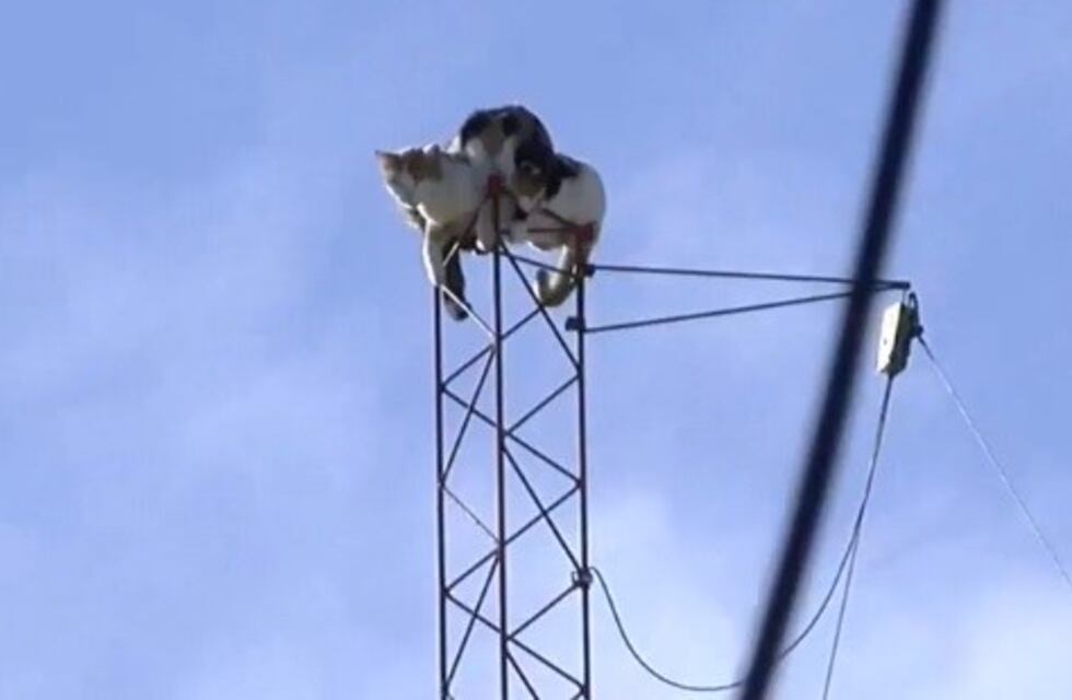 Complejo rescate de dos gatos en la punta de una antena de zona norte
