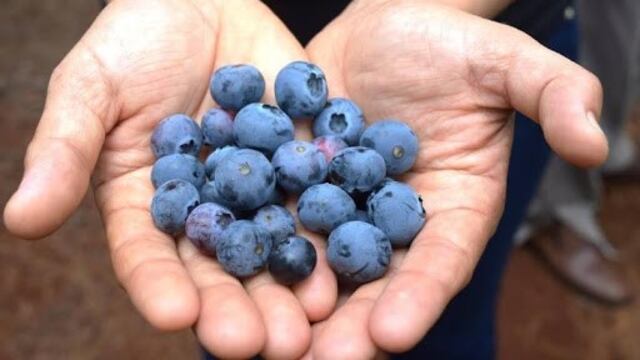 Buenas expectativas de cara a la cosecha de arándanos 2020