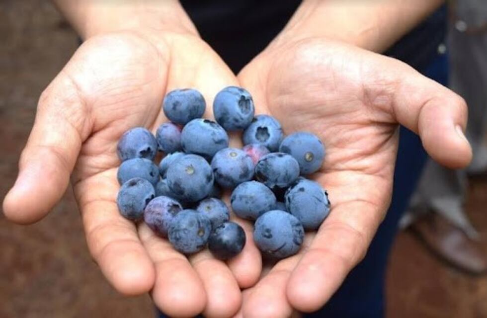 Nuevo arándano argentino desarrollado por la FAUBA: Naike