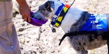 La historia de Bear, el perro héroe que rescata koalas en los incendios de Australia