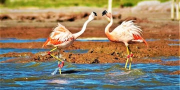 Flamencos en Miramar de Ansenuza