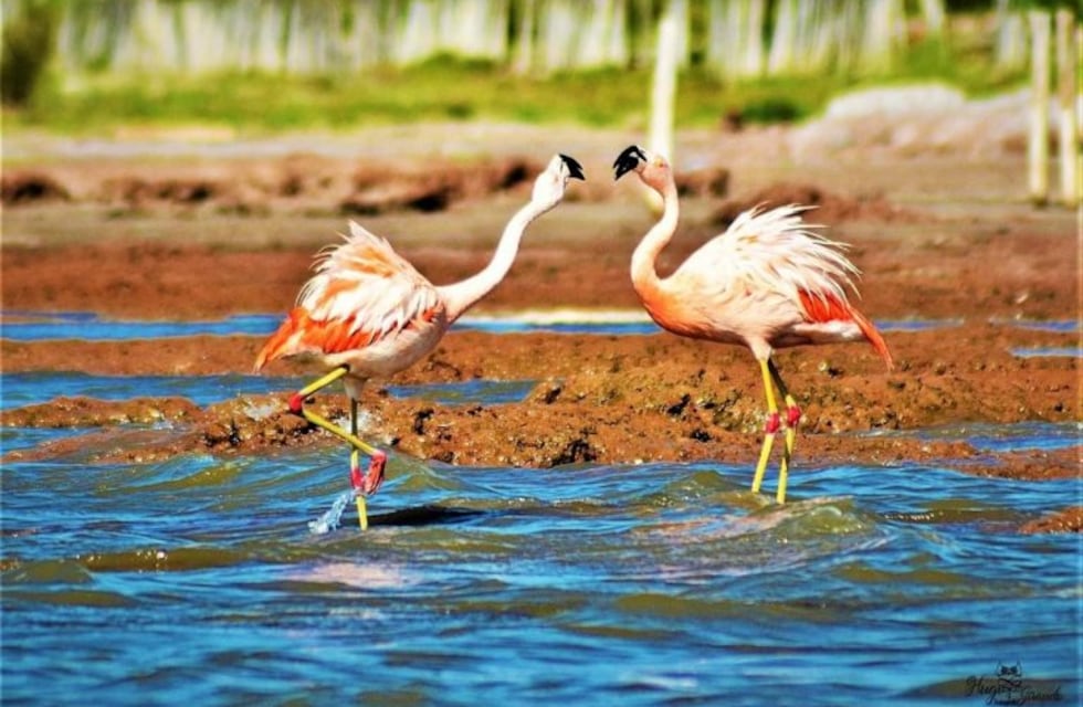 Un espectáculo único: el cortejo nupcial del flamenco