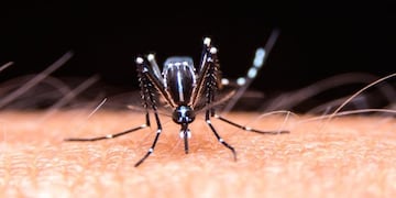 Dengue: se suspendieron las clases en una escuela por un caso positivo\u002E (Web)