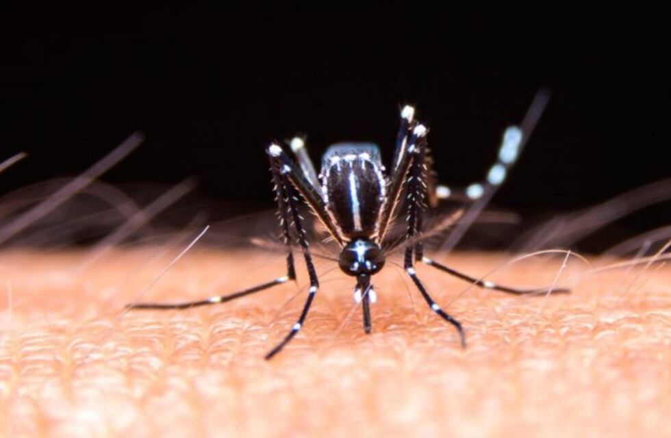Dengue en Tucumán: ya se recuperó más del 80% de los pacientes diagnosticados