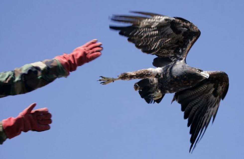 Recuperaron un Águila Mora y la liberaron en Malargüe