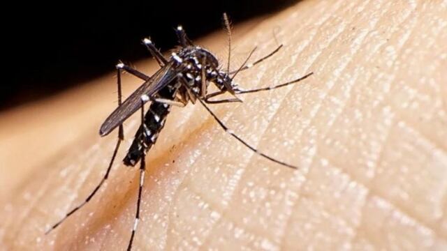 Dengue en Pergamino