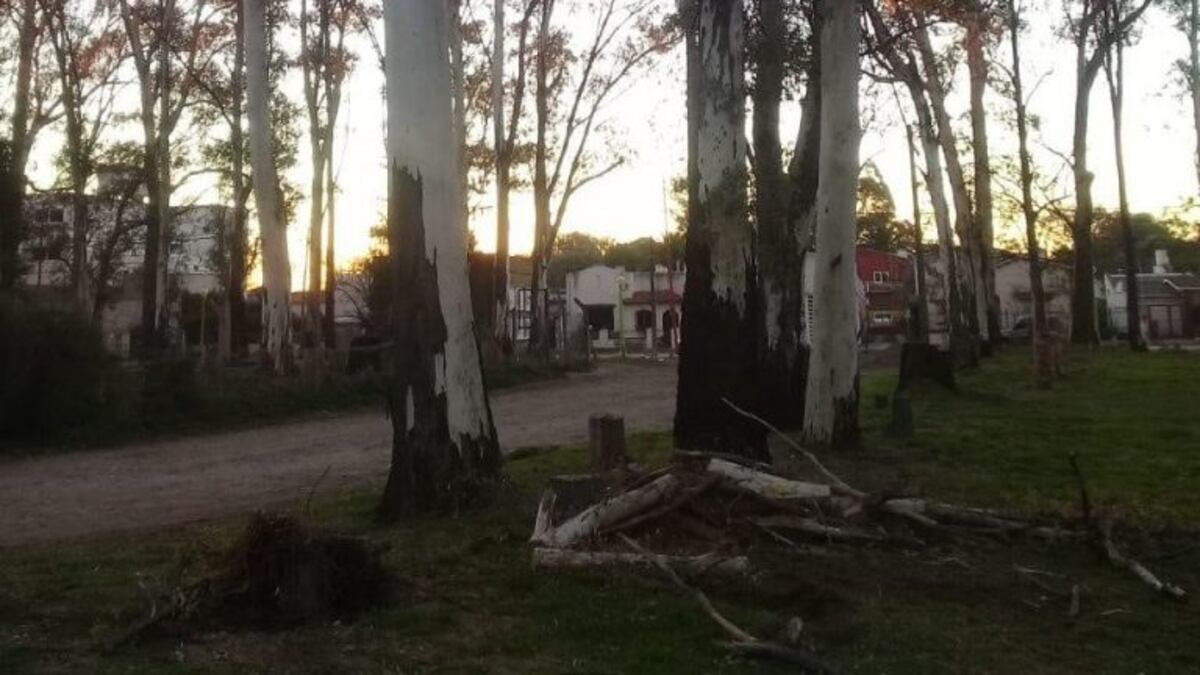 Podaban árboles cuando fueron atacados a tiros