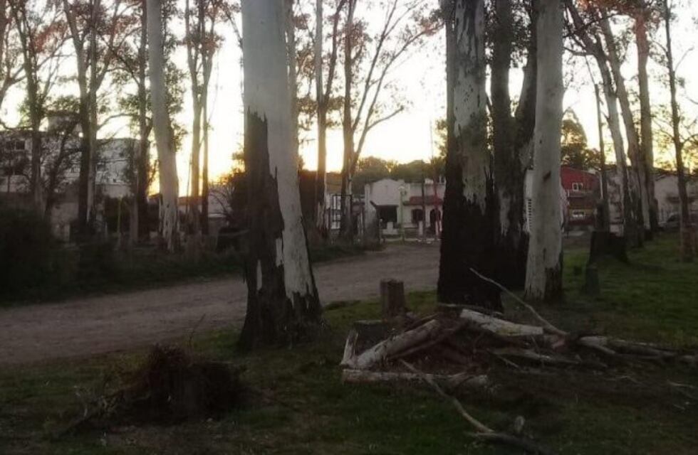 Trabajadores municipales podaban árboles y fueron atacados con disparos