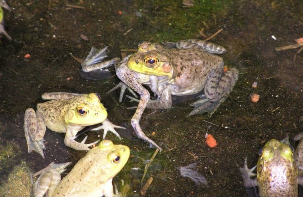 De no creer: llovieron sapos del cielo en Saladillo