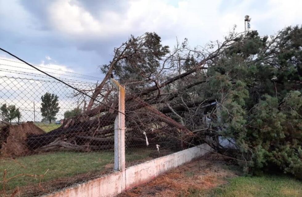 La tormenta tiró árboles en Villa San José