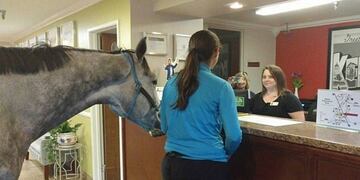 Pidió alojarse con su yegua en el hotel\u002E