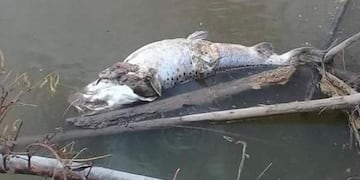 Peces muertos hallados en el río San Francisco en septiembre\u002E (Web)