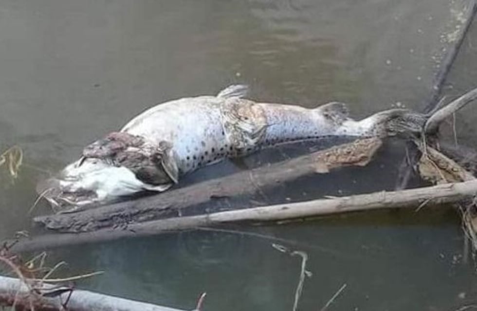 Atribuyeron la alta mortalidad de peces a bacterias coliformes en los ríos