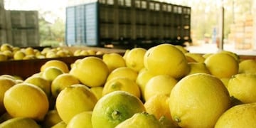 Limones para exportación\u002E (Archivo)