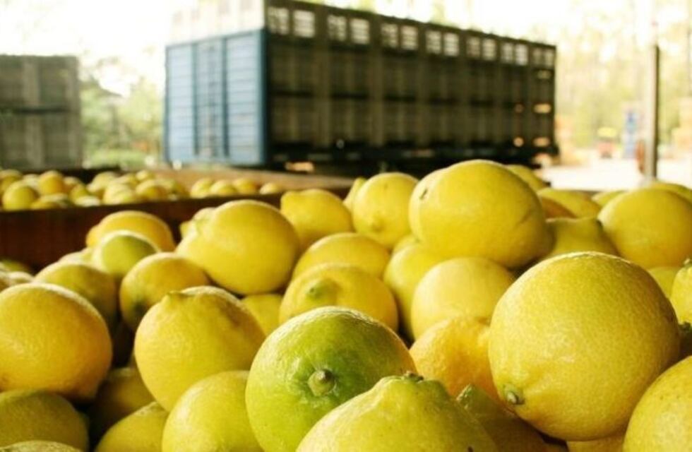 Desechan toneladas de limones en Tucumán