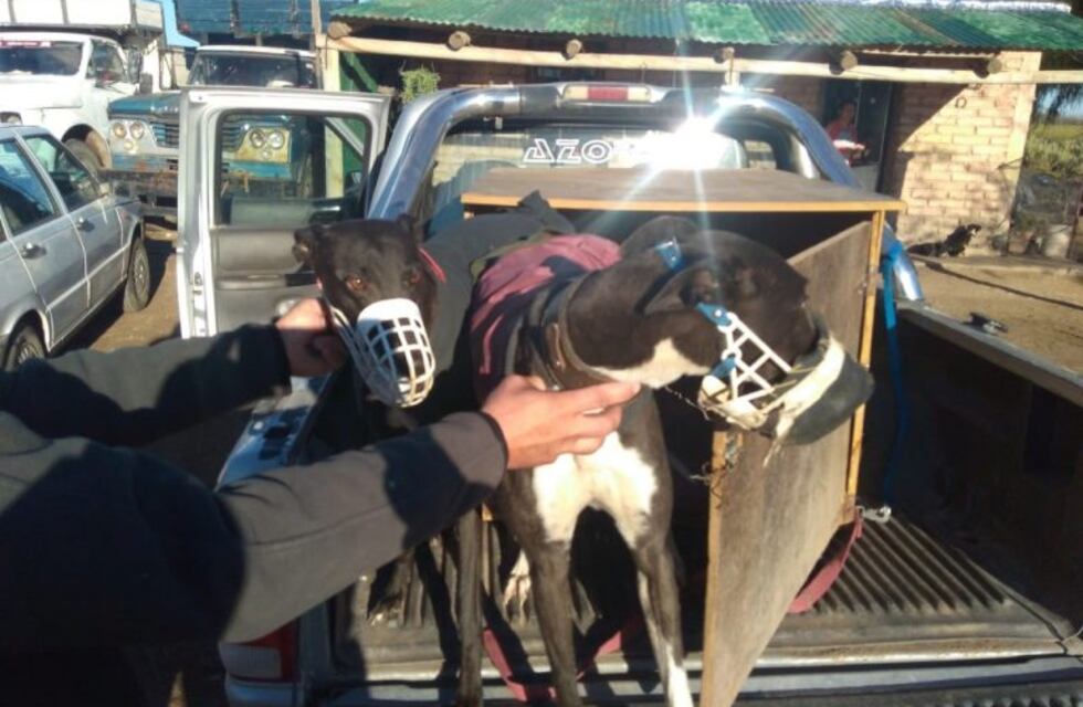 Detuvieron a 17 personas por estar en una carrera de galgos