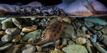 Extraño hallazgo: es una tortuga pero tiene pico de águila y cola de cocodrilo (Foto: CGTN)