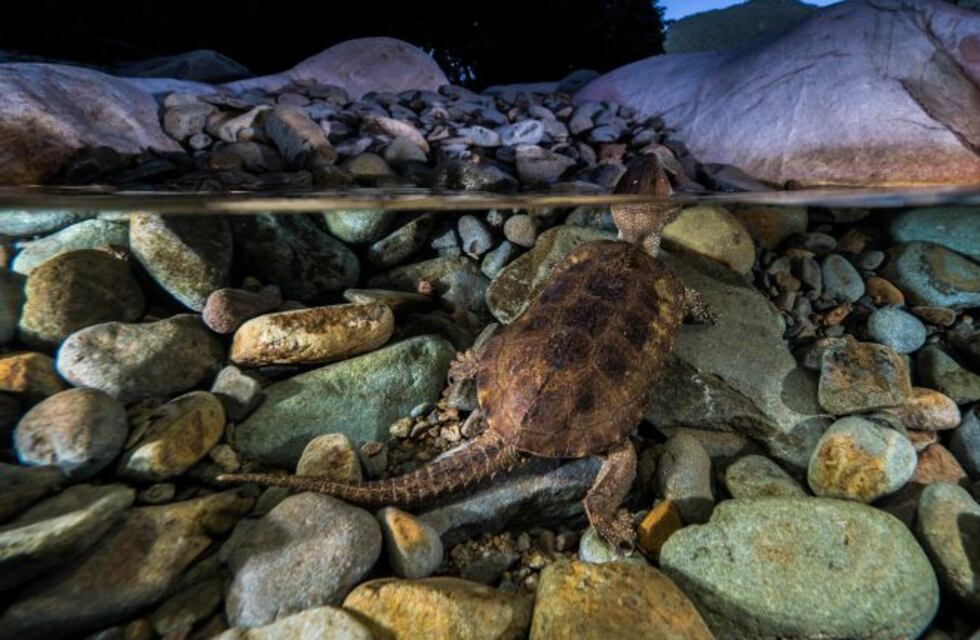 Extraño hallazgo: es una tortuga pero tiene pico de águila y cola de cocodrilo