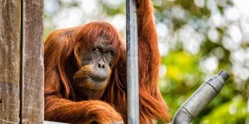 Murió la orangutana más vieja del mundo
