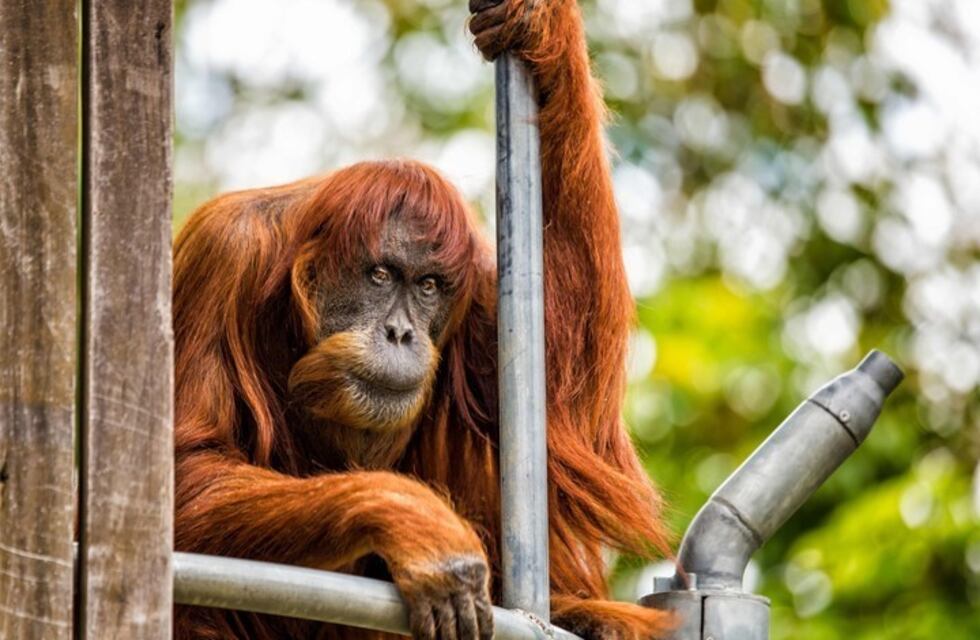 Murió la orangutana más vieja del mundo