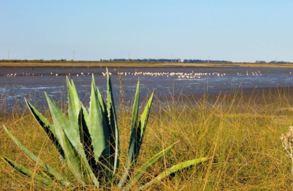 Día de la Tierra: "Plantearnos nuevos desarrollos, los que impondrá la postpandemia"