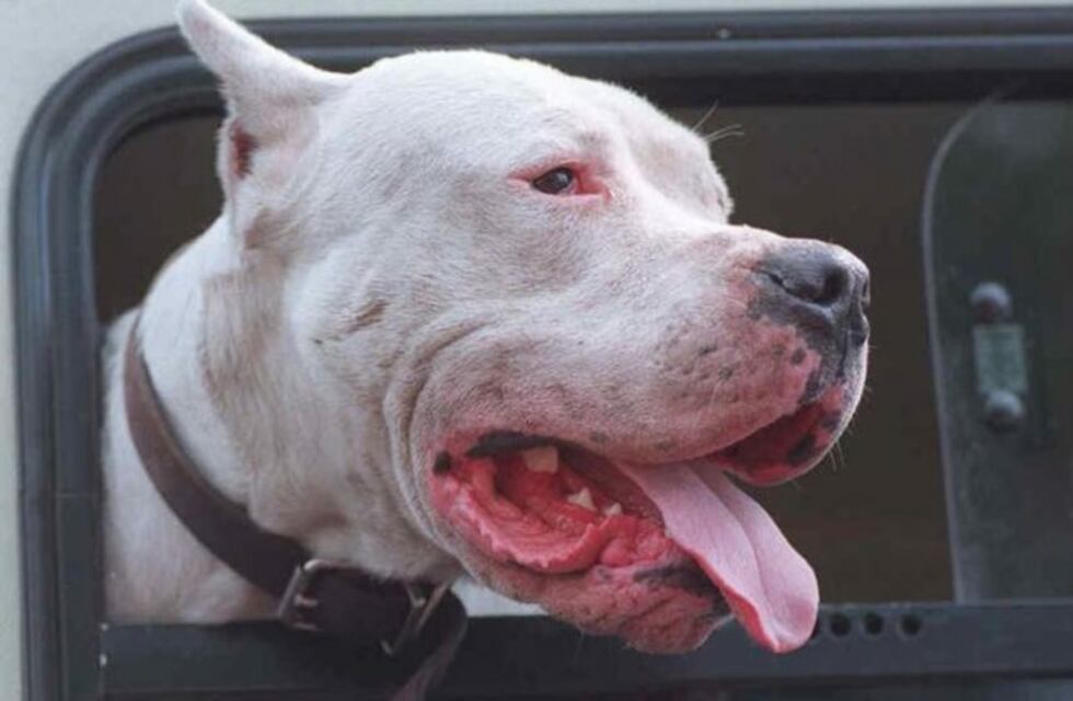 Ataque de perros: ¿Cuál es la responsabilidad de los dueños?
