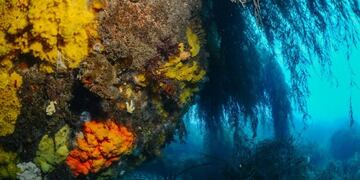 Hallazgo de Mejillones en la península antártica\u002E\nFotos: prensa antártica\u002E\nCréditos: Revista Science Report Nature\u002E