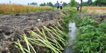 Riego en cultivos\u002E Imagen ilustrativa\u002E