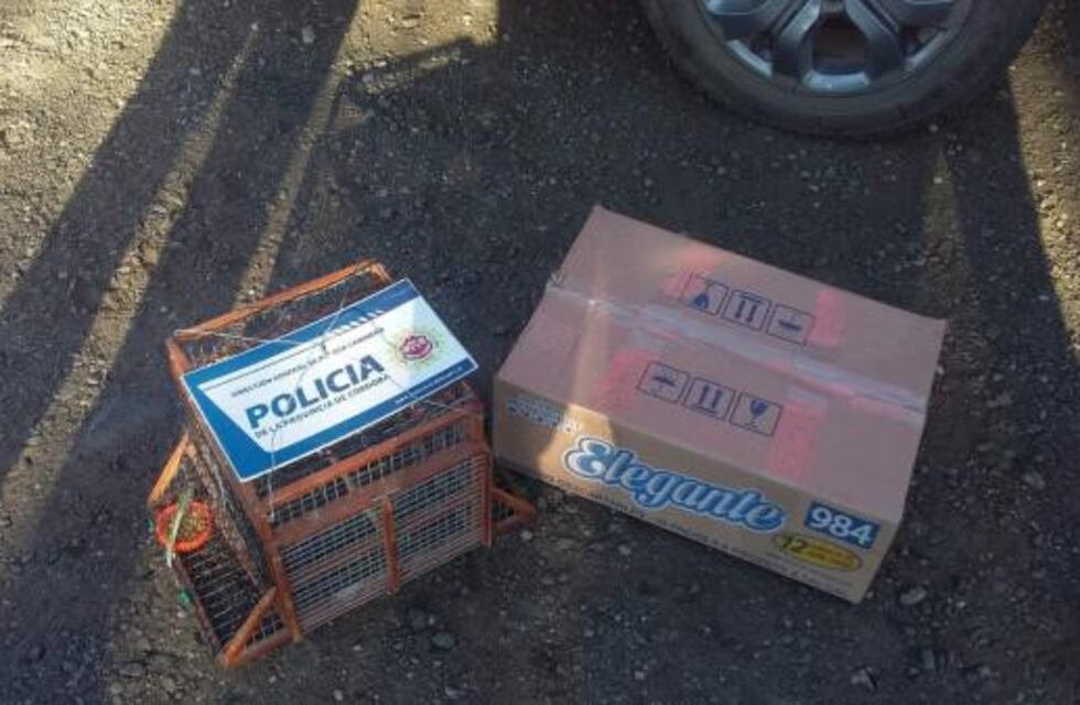 Decomisaron aves autóctonas en un vehículo en Cañada Larga