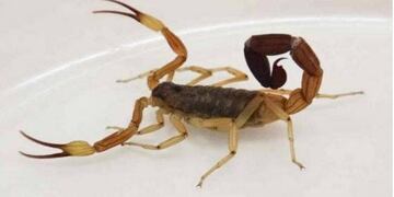 Estos arácnidos de hábitos nocturnos aparecen en épocas de calor.