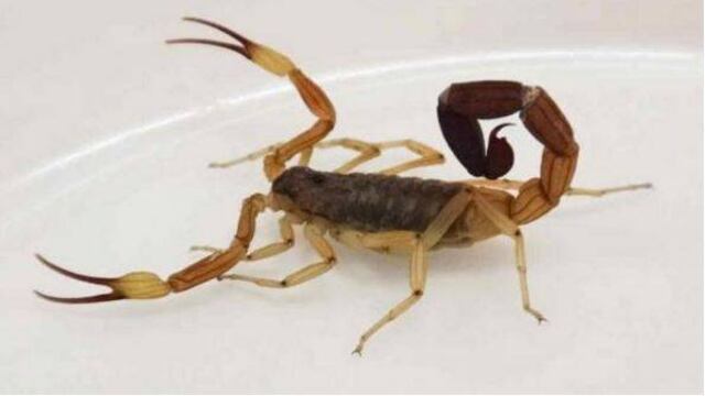 Los alacranes y escorpiones suelen aparecer con las altas temperaturas.