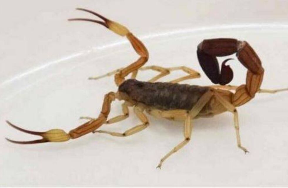 Qué hacer ante la aparición o picadura de alacranes y escorpiones