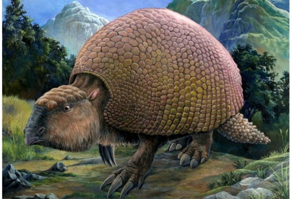 Hallaron restos de un gliptodonte en Tafí Viejo