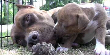 Robaron la mascota de una familia.