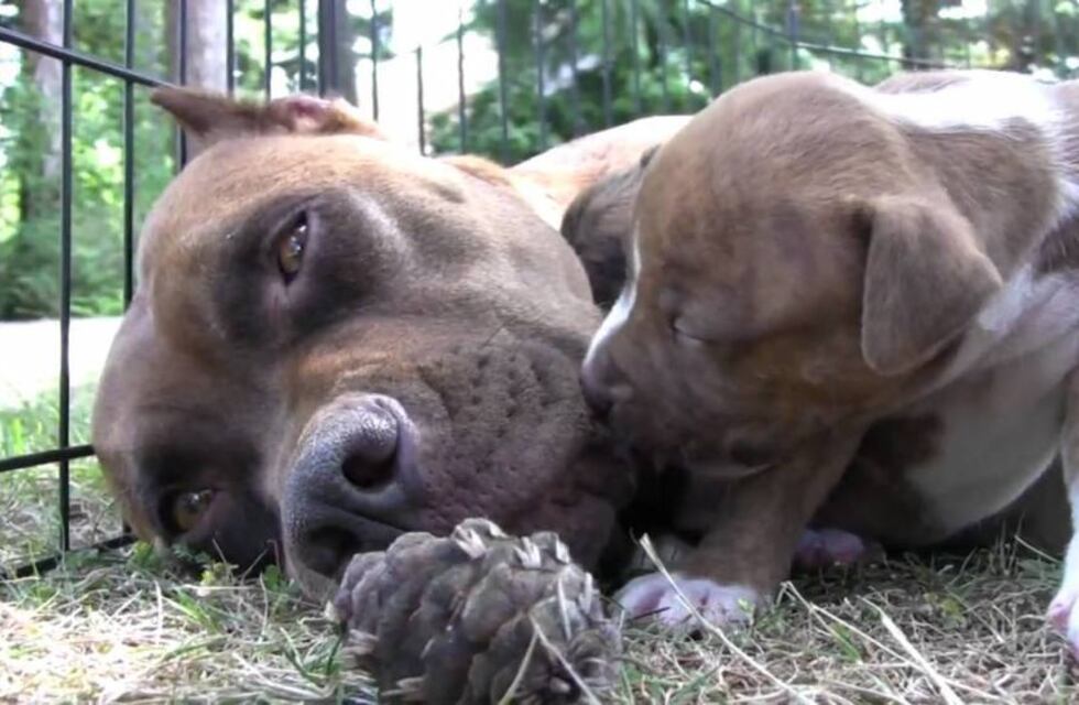 Indignante: un menor robó un cachorro de una vivienda de Villa Allende