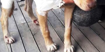 Simon perro quemado con aceite