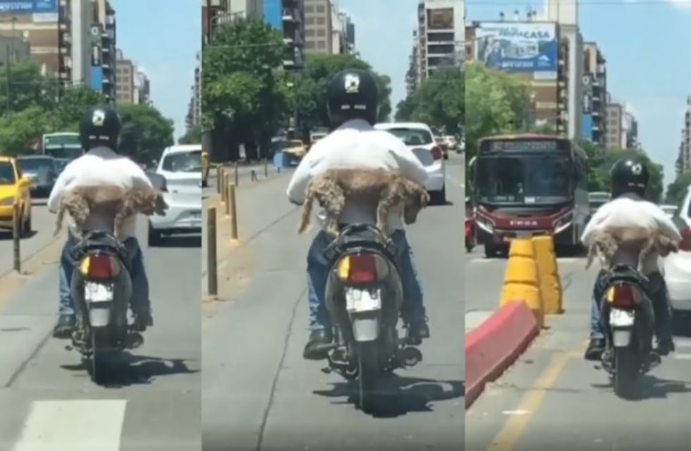 El video viral del perro arriba de una moto: "Pobre pichicho, espero que lo cuide el salvaje"