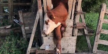 Los productores alertaron sobre la crueldad que los ladrones muestran con los animales\u002E