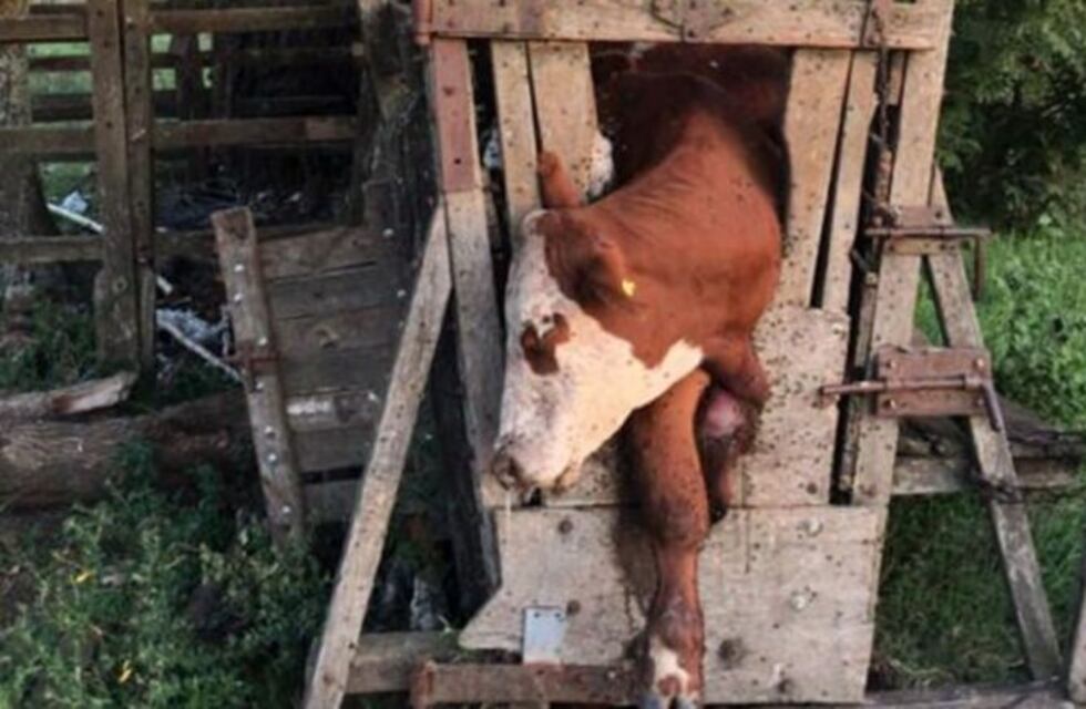 Productores alertaron sobre casos de abigeato y maltrato animal