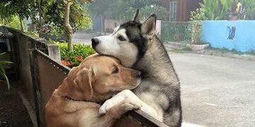 Tremenda imagen, los perros amigos que se consuelan\u002E