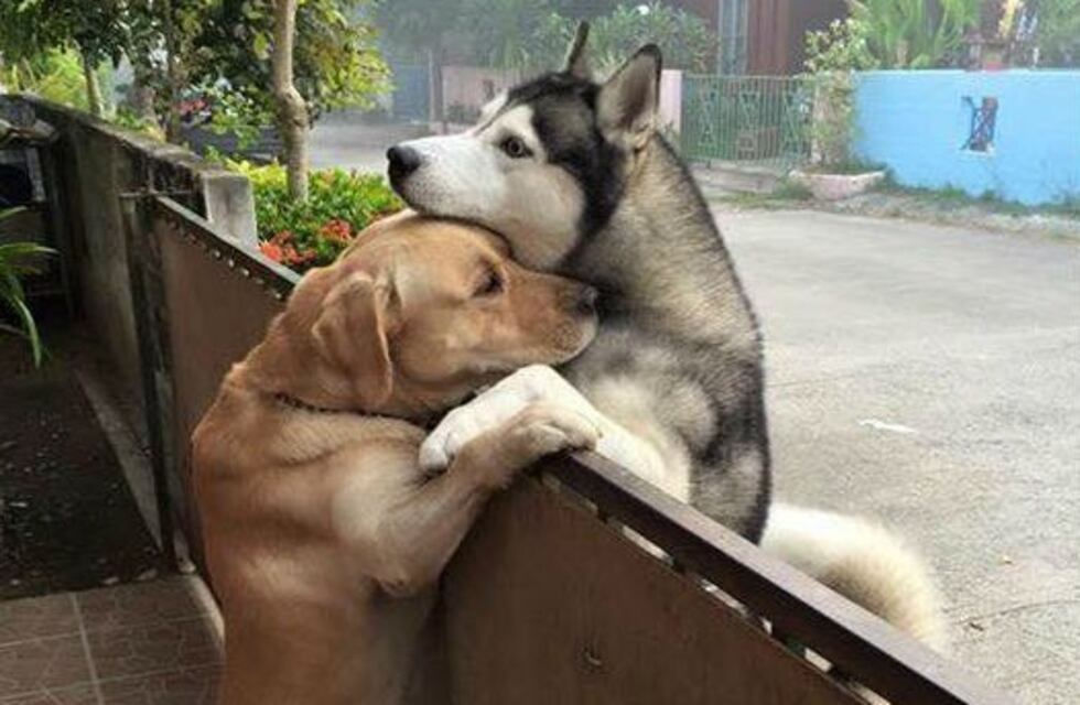 Viral: Messi, el perro labrador que consuela a su amigo