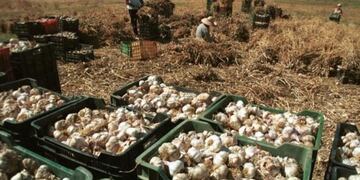 Preocupa al intendente de Lavalle los robos seguidos de ajo en su departamento\u002E