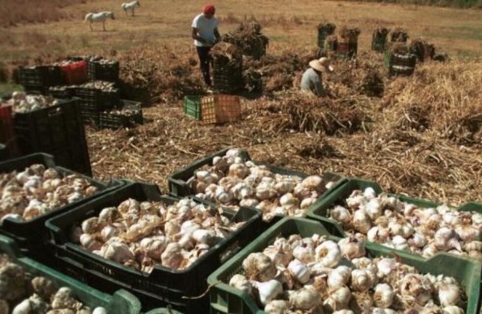 Buscan blindar Lavalle por los robos de cosechas de ajos