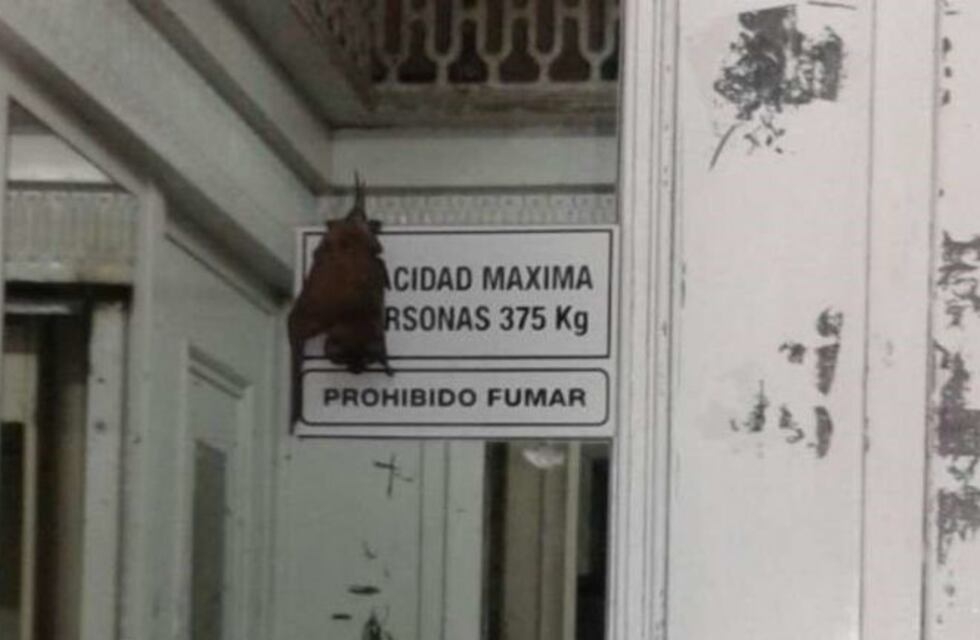 Analizan suspender las clases en el Carbó por una "invasión" de murciélagos
