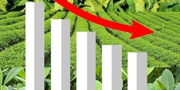 Caída en las exportaciones de yerba te y tabaco
