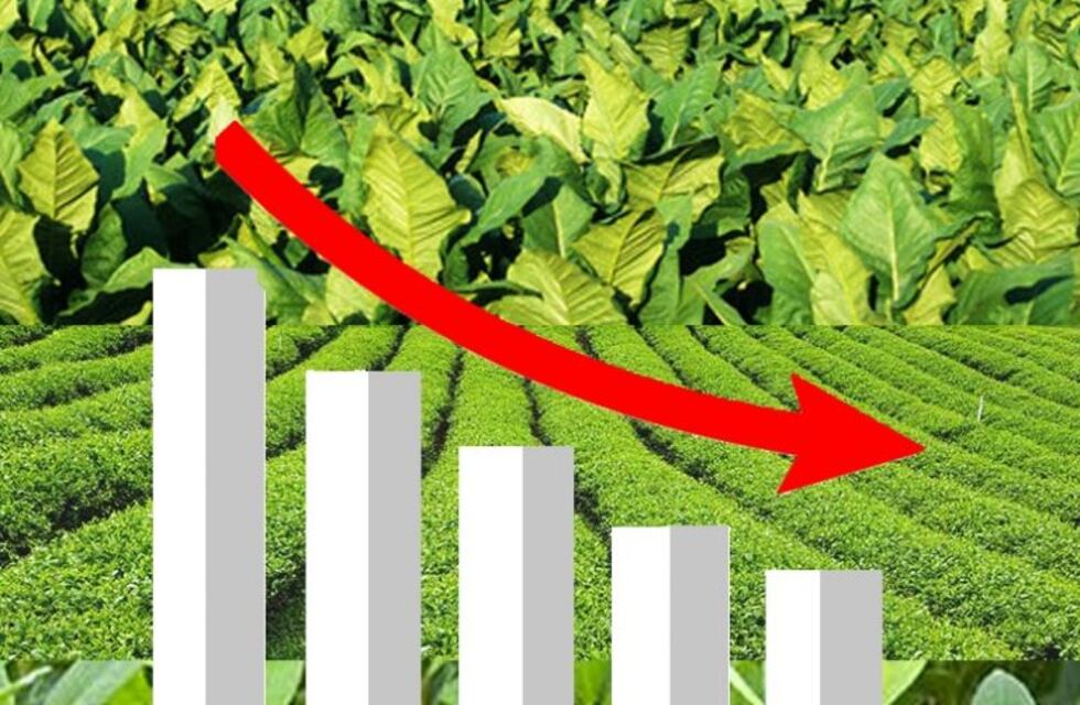 Cayeron las exportaciones de te, yerba y tabaco