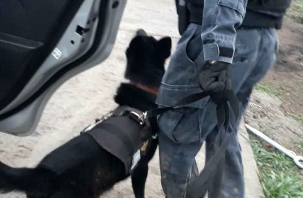 Gracias a un perro antidrogas, cayó una pareja narcomenudista de La Carlota