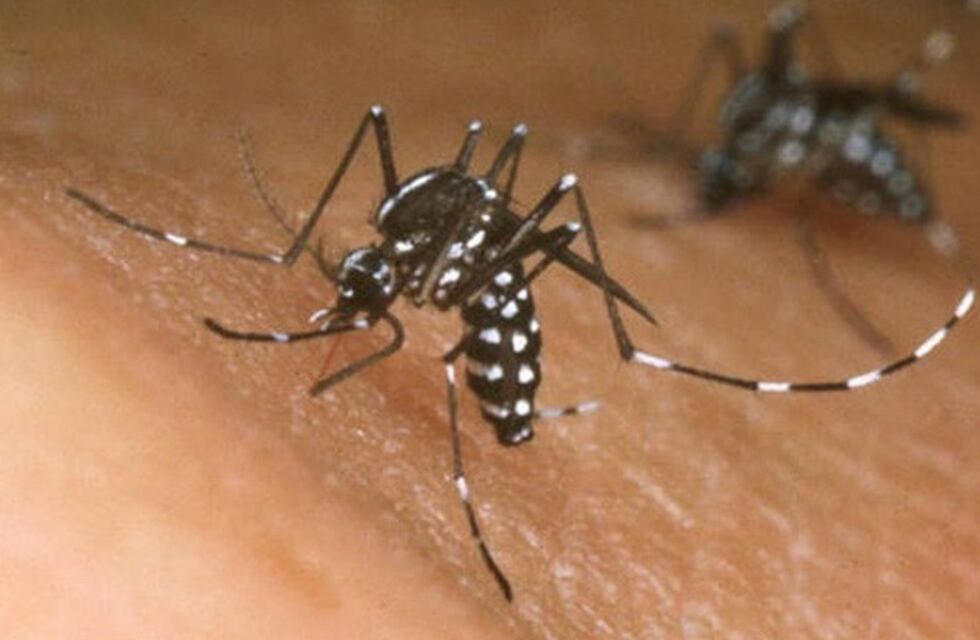 Prevención: el Siprosa impulsa una campaña para concientizar sobre el dengue