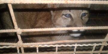 Cachorro de Puma encontrado en Caroya (Policía)