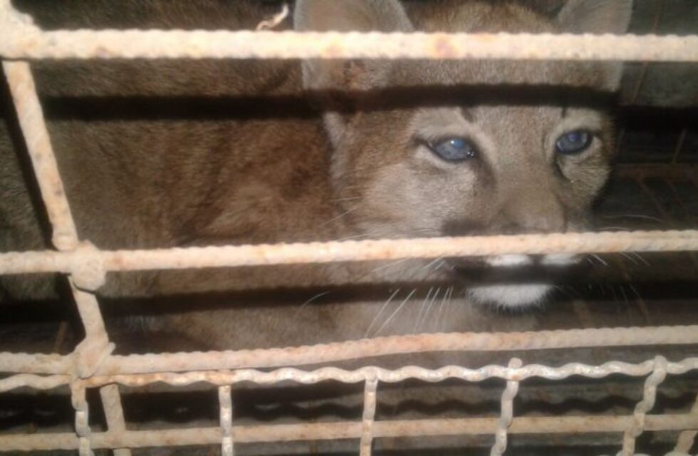 Colonia Caroya: llevaban un Puma en la camioneta y los detuvieron